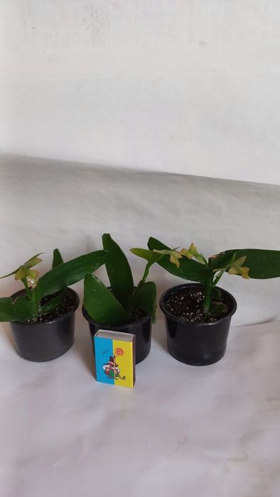 Эпифиллум Марниера