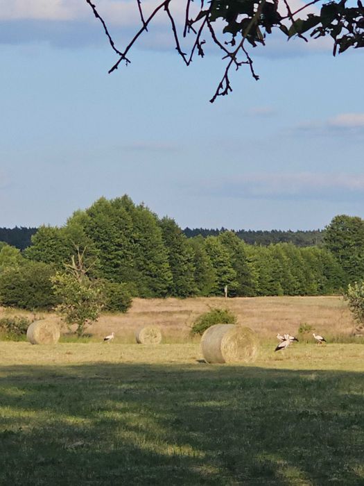 Siano w belach 120x130