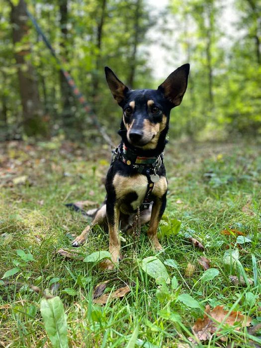 Wesoły,mały młody Gacek szuka domu