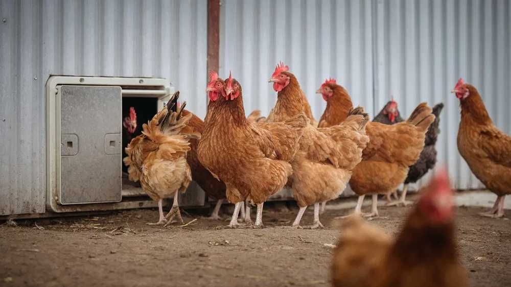 Kurki odchowane Rosa Leghorn Tuczna