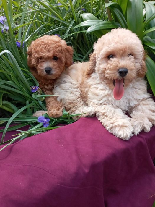 Красуня мальтіпу