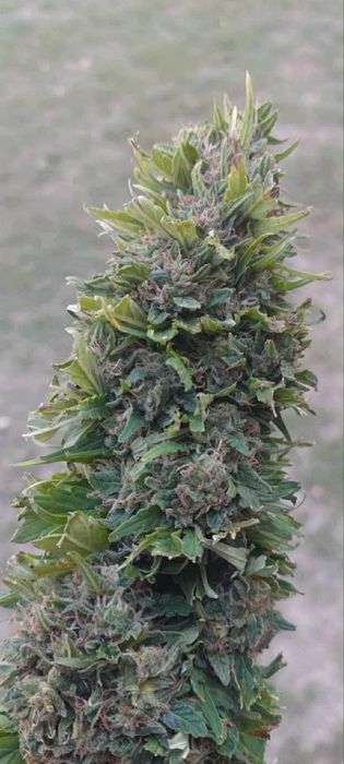 Susz konopi CBD i CBG