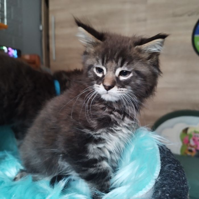 Dziewczyna Maine Coon
