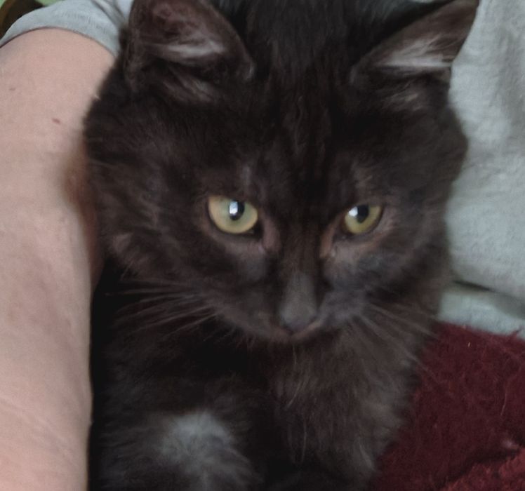 Котята черные мальчик  и девочка , серая девочка, хорошие руки