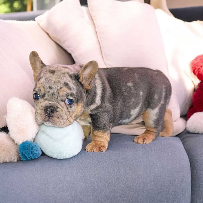 Мерле мальчик топ