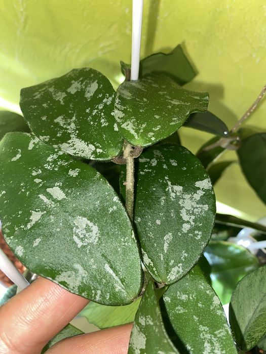 Вкорінені хойі Liza,Mathilda,,Lacunosa  та вн