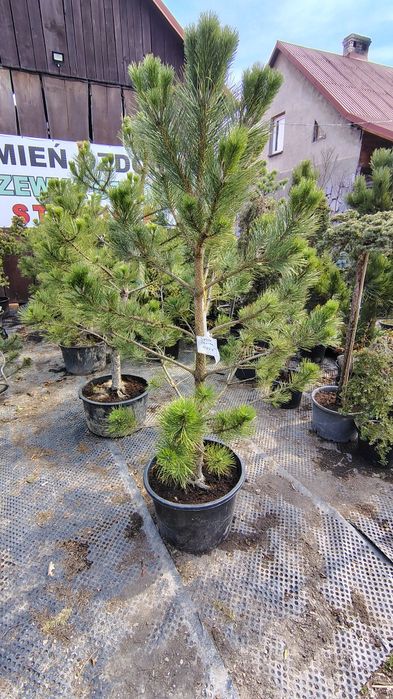 Sosna czarna - Pinus Negro, wys. Ok 2 metry