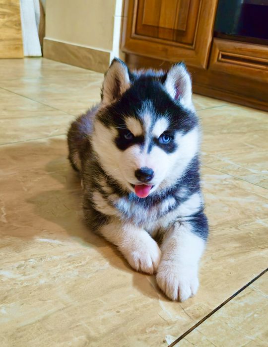 Szczeniak czarno-biały niebieskooki Siberian Husky rodowód ZKwP FCI