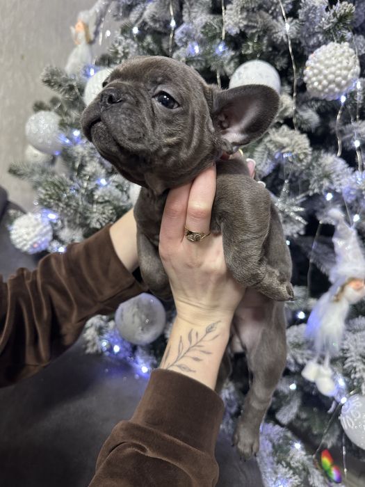 Дівчинка фоанцузького бульдога