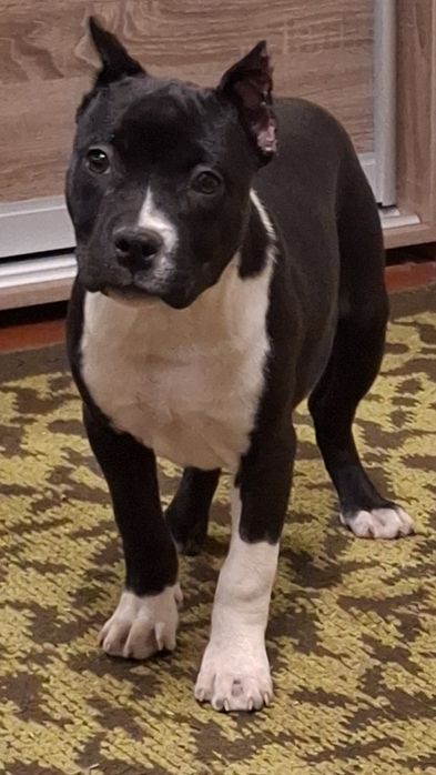 Американский стаф терьер