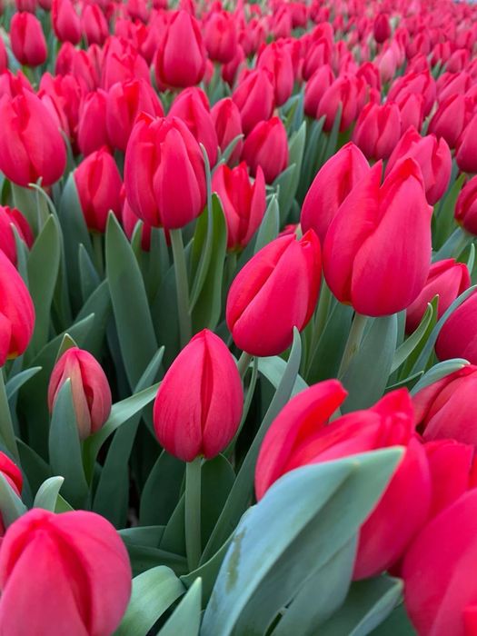 Тюльпани тюльпаны продажа продаж опт