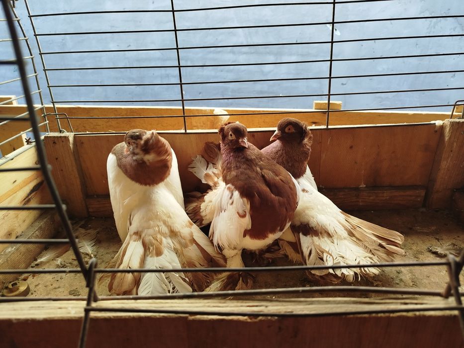 Gołębie Roztowskie uralskie kocuny