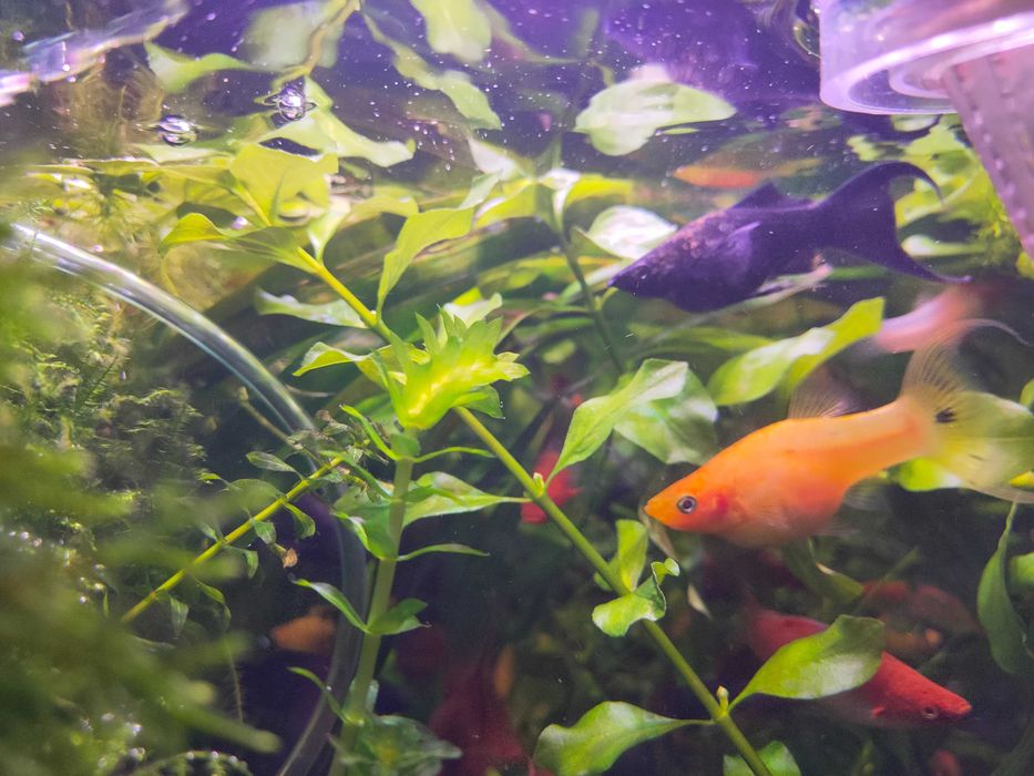 Molinezja mix. odmian