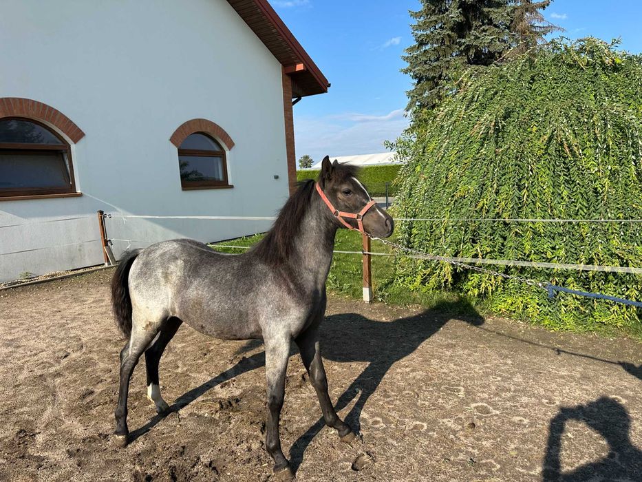 Kuc walijski-ogier, źrebak