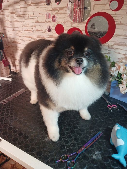 Грумінг собак та котів. Харків