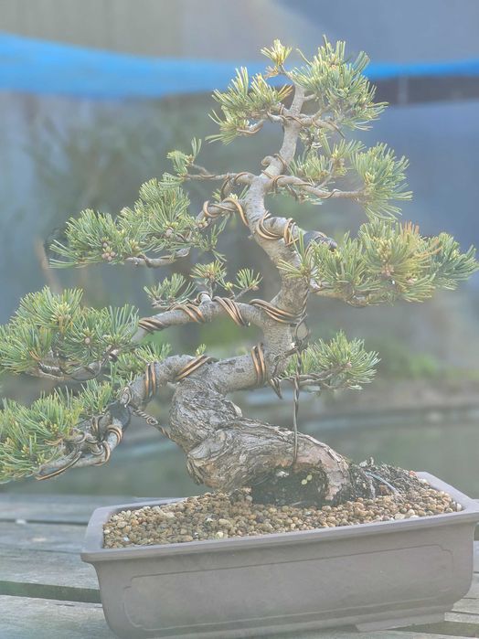 Bonsai pinus pentaphylla