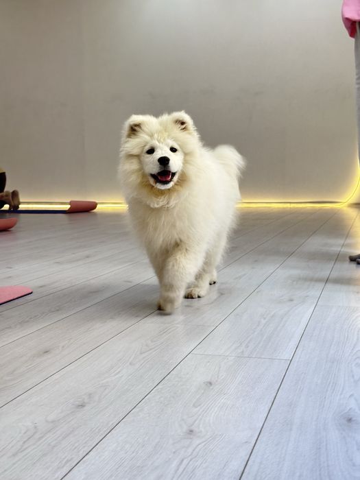 Самоїдські собаки, цуценя самоїда. Купити