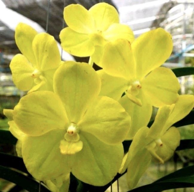 Орхидея ванда:синяя-1400;лимонная-1400грн;Спатифиллум-500грн