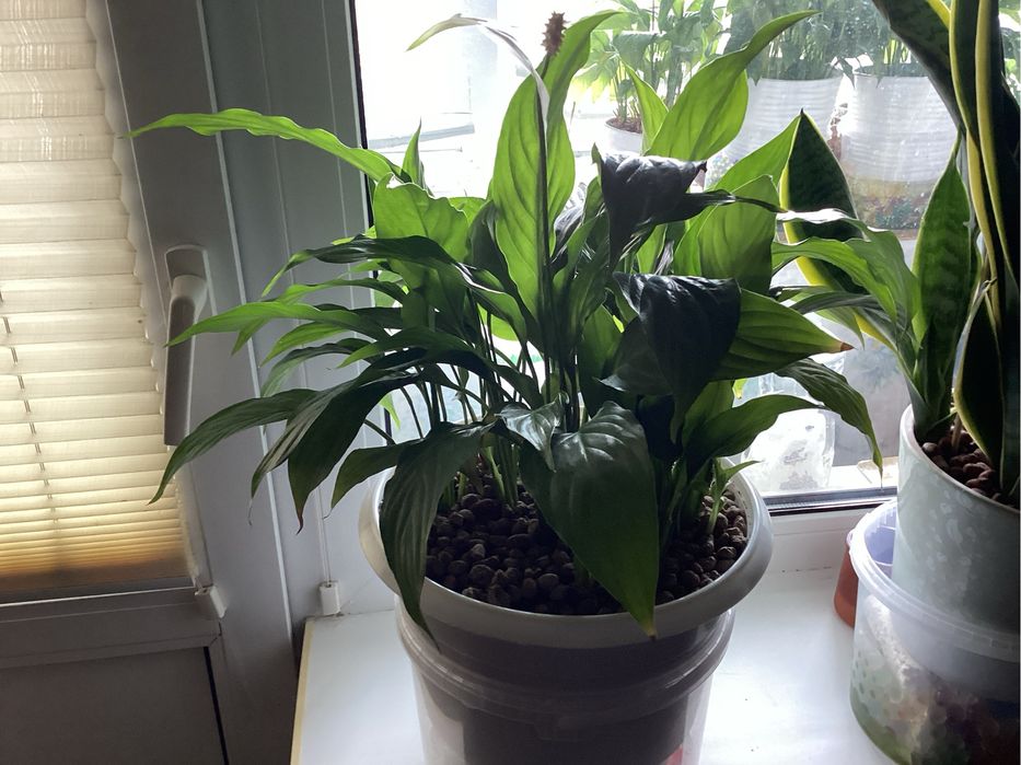 Вазон называется Женское счастье.