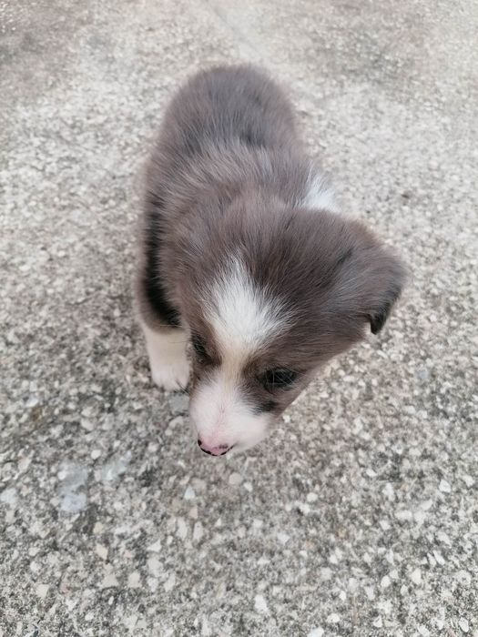 Fêmea Border Collie LOP/RI