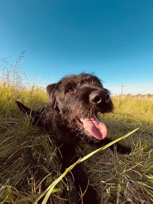 Terrierkowaty piesek Harry do adopcji