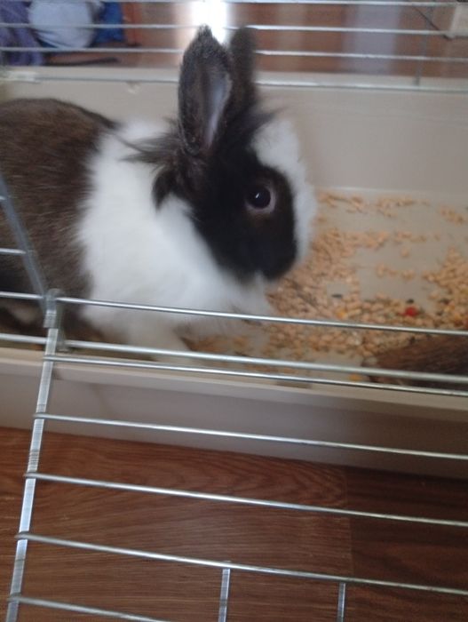 Sprzedam królika razem z klatką miską na jedzenie poidłem oraz siano