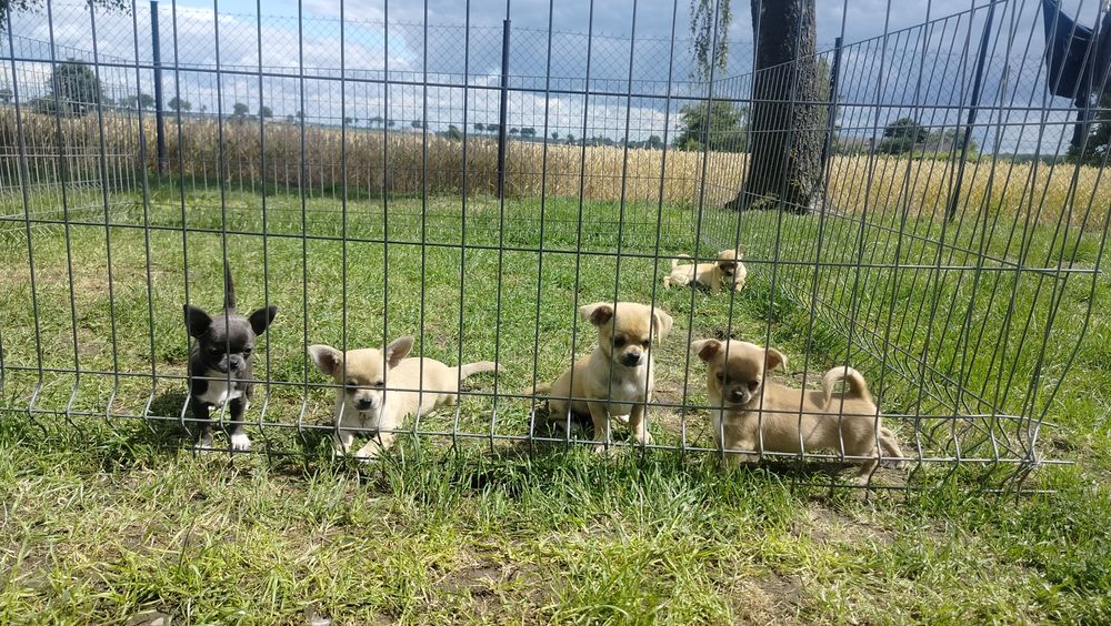 Piękne -szczenię Chihuahua