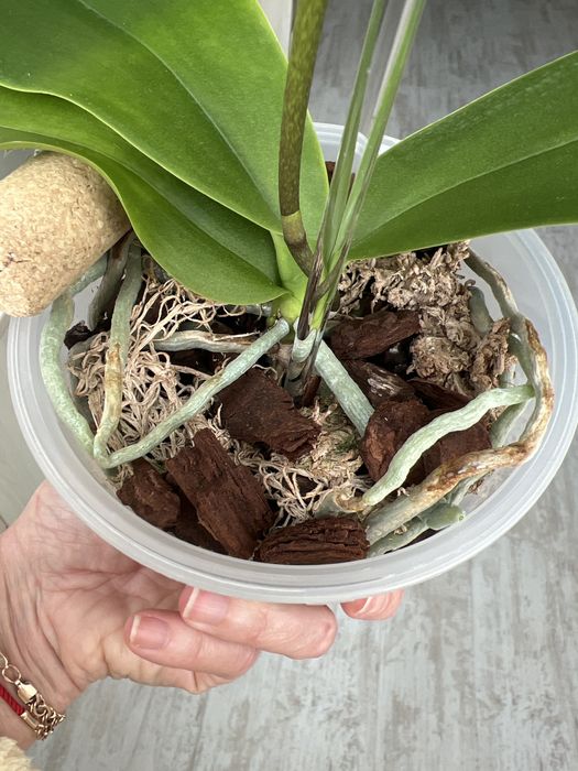 Продам орхідею Milky Way