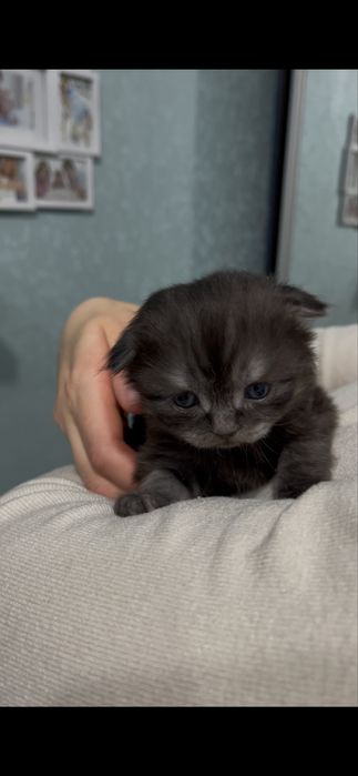 Шотландские котята короткошерстные, ласковые.