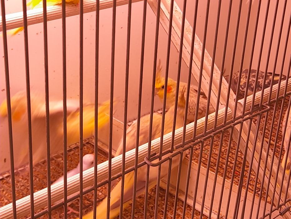 Kakarikis, caturras..