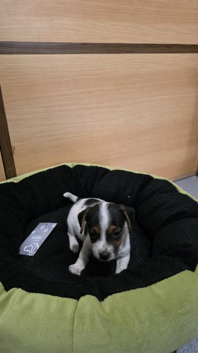 Jack russell puro