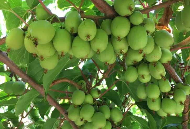 Mini Kiwi Duże sadzonki! Samopylne Issai ! z Własnej szkółki