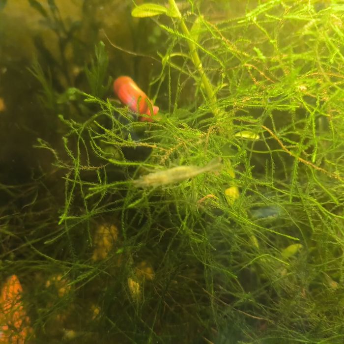 (PROMOÇÃO) Camarões Neocaridina Wild