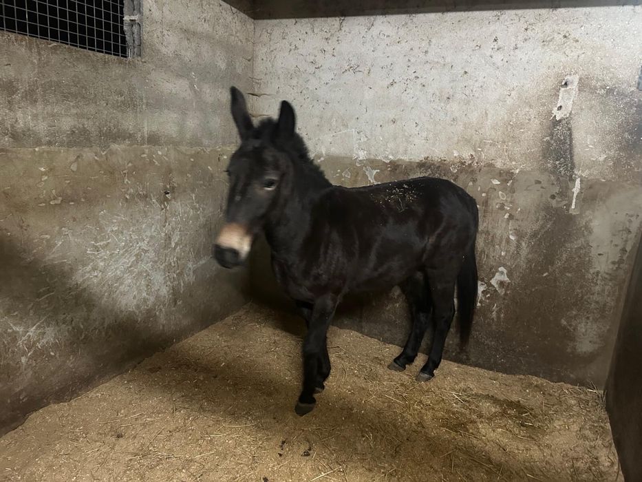 Vendo mula mansinha…