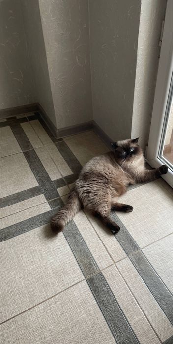 Продам кота Персидский