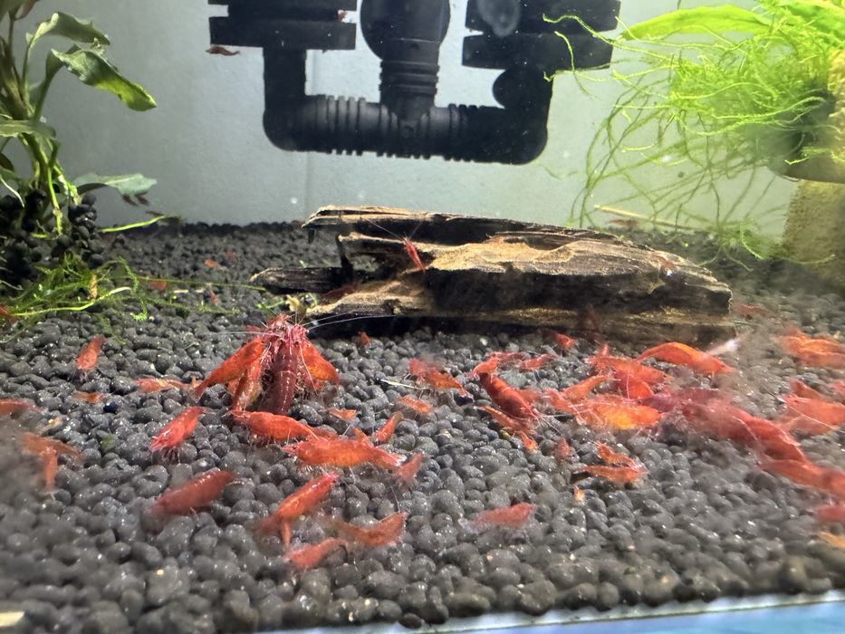 Neocaridinas Fire Red 1,10€