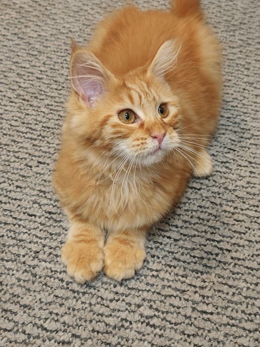 Kotka Maine Coon