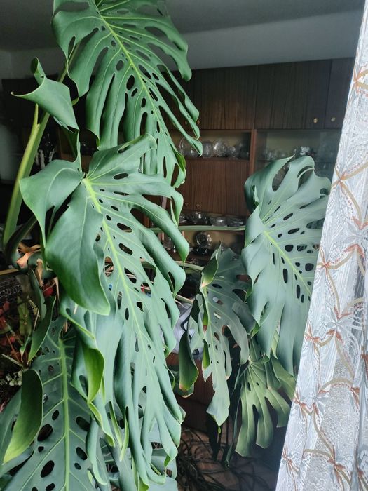 Kwiat monstera duży