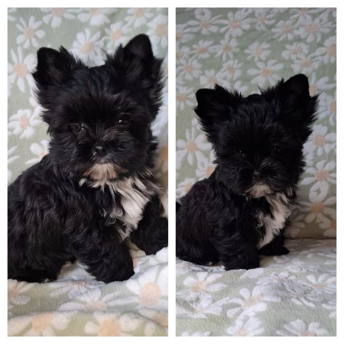 Yorkshire Terrier Black CUKIERECZKI Suczki