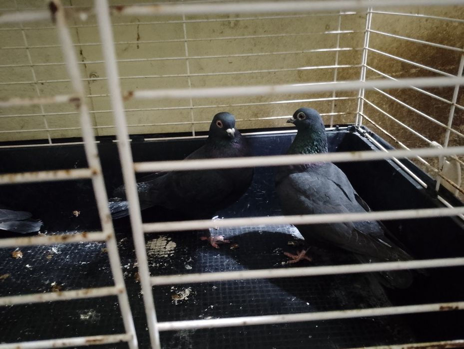 Gołębie ozdobne wysokolotne