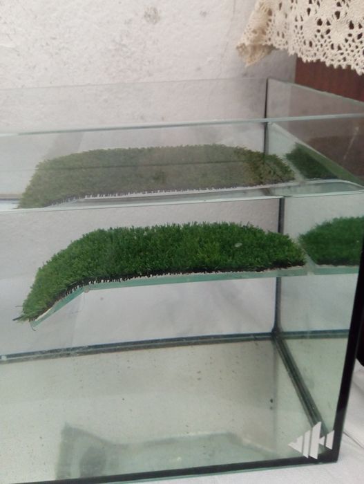 Aquário para tartarugas