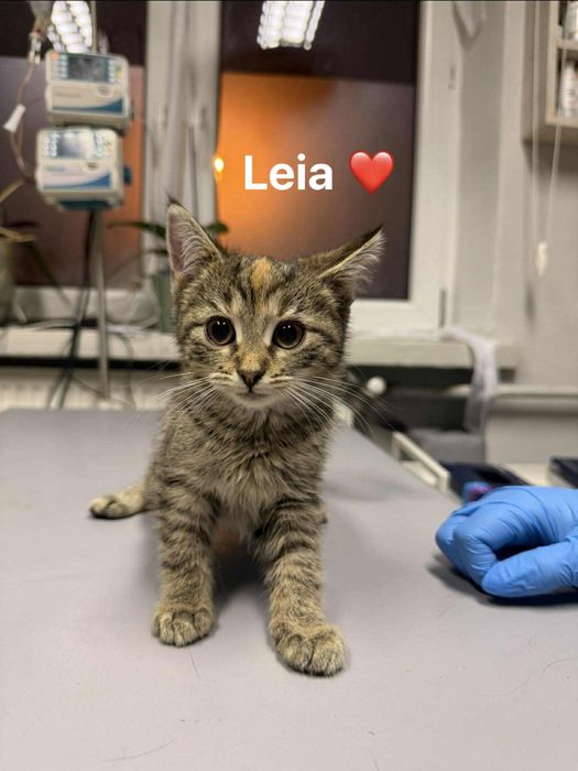 Kocięta szukają domów - małe, zdrowe, zaszczepione - wesołe - adopcja