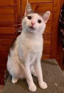 Filipek czeka na dom