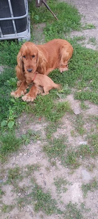 Cocer Spaniel Piesek