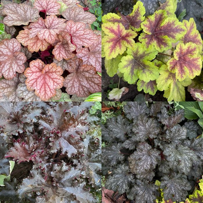 Гейхера хоста рослини для напівтіні та сонця