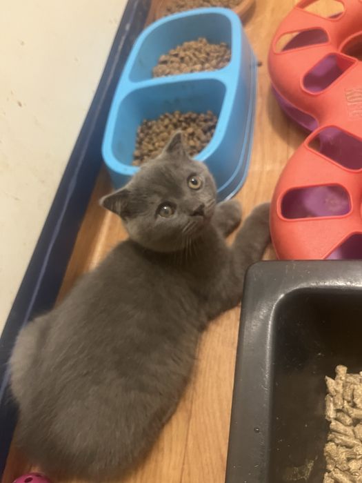 Scottish fold gatinho