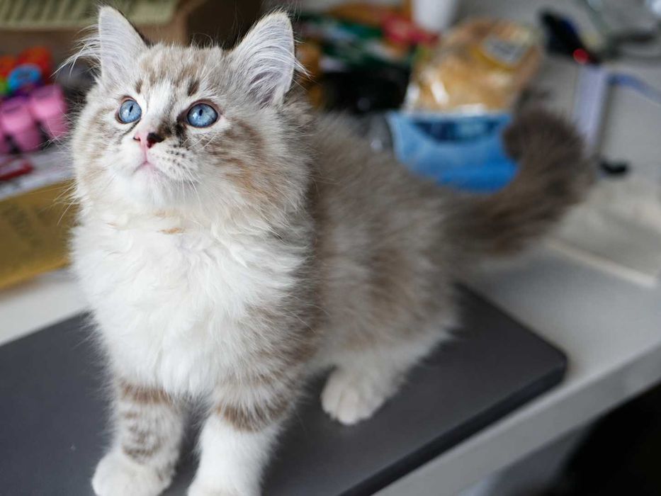 Kot Ragdoll piękny kocurek seal bicolour lynx FPL, FIFE