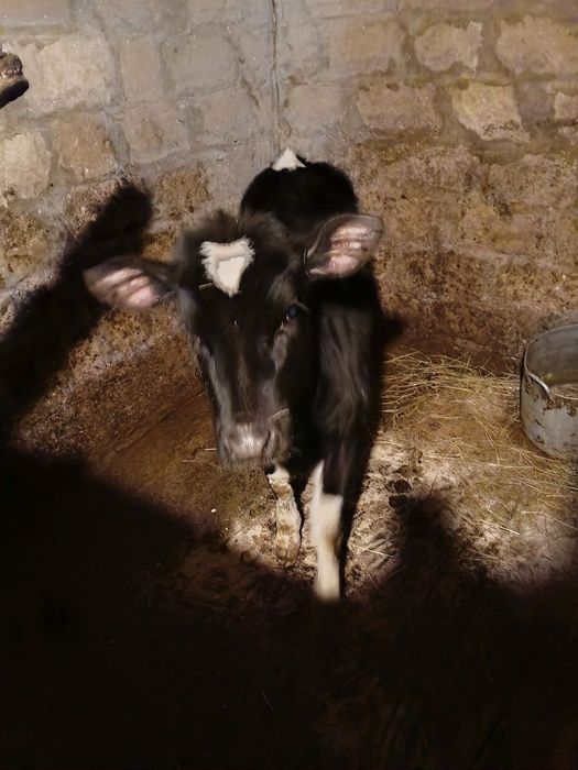Корова шукає нову домівку.