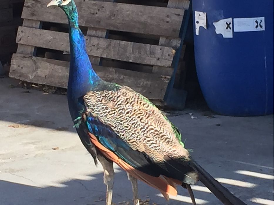 Vendo pavões machos