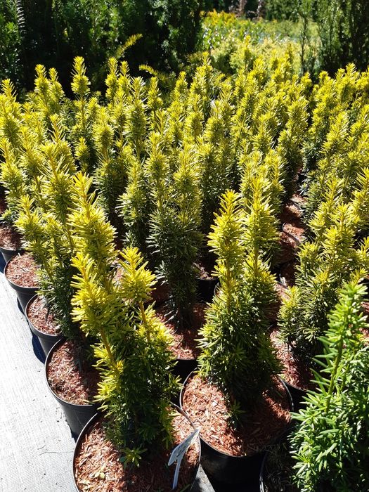 Cis Hicksi Hilli Aurea Fastigiata Robusta Summergold ŻYWOPŁOT Taxus